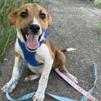 Spot 4 mon. 35 cm, Hund zur Adoption