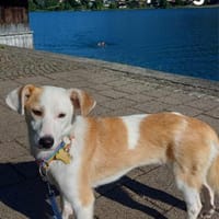 Aida sucht fröhliches Zuhause, Hündin zur Adoption