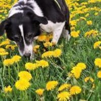Bim   sucht das Glück, ..., Hund zur Adoption