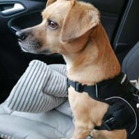 HANS im Glück!, Hund zur Adoption