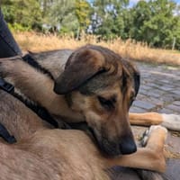 freundl. Hündin, Nena sucht ihre Familie, Hündin zur Adoption