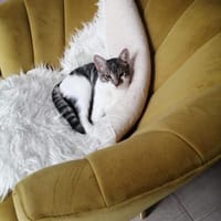 liebes Hauskaterle Nett in 33829, Kater zur Adoption