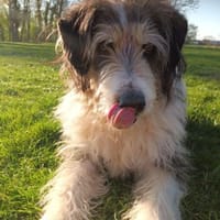 Struppi, liebenswerter Senior in 59394, Hund zur Adoption