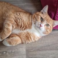 KENO - geb. ca. 2017 - FIV positiv, Kater zur Adoption