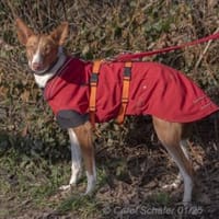 Sally ist ruhig und zurückhaltend, Hündin zur Adoption