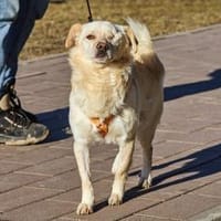 Eshtie, kleiner Pirat sucht seine Heimat, Hund zur Adoption