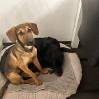 Kayo -zur Pflege in 23701 Bockholt-, Hund zur Adoption