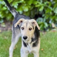 Bongo möchte endlich ankommen, Hund zur Adoption