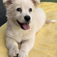 Corgi  24 cm 3 monate, Hündin zur Adoption
