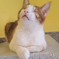 schüchterene Neyla sucht ein Zuhause, Katze zur Adoption