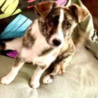 Ema 32 cm (Pflegestelle), Hündin zur Adoption