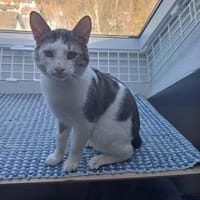 Lieber Paco sucht schönes Zuhause, gerne, Kater zur Adoption