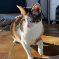 Lori sucht geduldiges Zuhausee, Katze zur Adoption