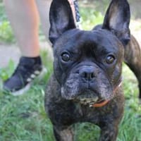 Ralfi, lustiger Bollerkopf, Hund zur Adoption