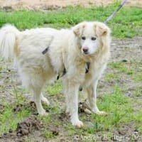 Puiu ist ein toller, super lieber Rüde, Hund zur Adoption