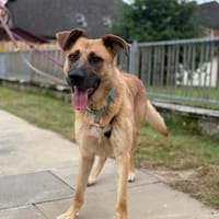 Dasty wartet auf Pflegestelle in HH!, Hund zur Adoption