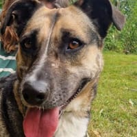 Allison - ein intelligentes Mädchen, Hündin zur Adoption