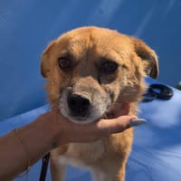 Findus, freundlicher Rüde sucht...., Hund zur Adoption