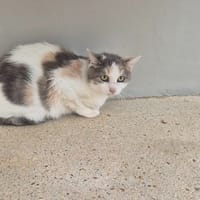 POPPY, chatte à adopter