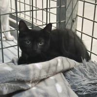 INGWE (réservé), chat à adopter