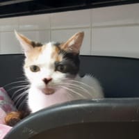 SCARPE, chatte à adopter