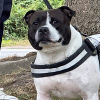 EROS, chien à adopter
