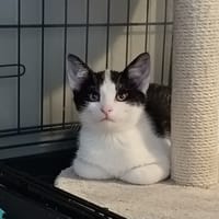 ASTON chez Sandrine Frece, chat à adopter