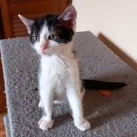 ALBERTINE chez Anne, chatte à adopter