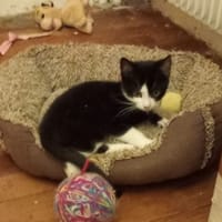 ARES, chat à adopter