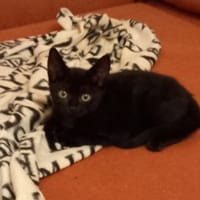 DEMETER, chatte à adopter