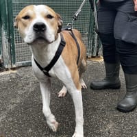 TABLO VAA, chien à adopter