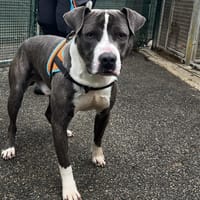 KINDER VAA, chien à adopter