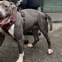 RAYA VAA, chienne à adopter