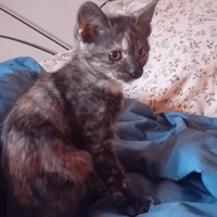 Lily Rose, chatte à adopter