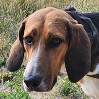 TROMPETTE, chien à adopter