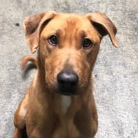 GOUDA, chien à adopter