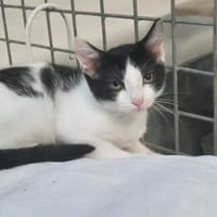 LINWE, chat à adopter