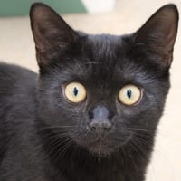 Mila, chatte à adopter