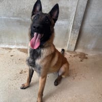 TAIKO VAA, chien à adopter