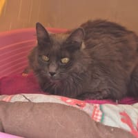 TAWNA, chatte à adopter