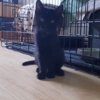 CAOUETTE, chat à adopter