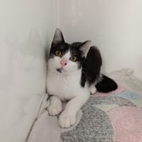 LUTIER, chat à adopter