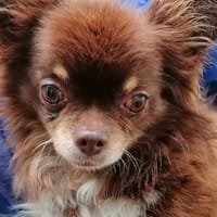 CRUNCH VAA, chien à adopter