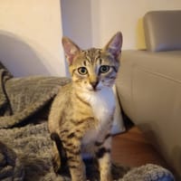HERMES, chat à adopter