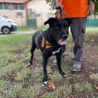 OPY, chienne à adopter