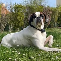 Olka, chienne à adopter