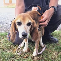 TATOO, chienne à adopter