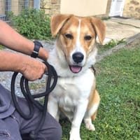 WINDSOR, chien à adopter
