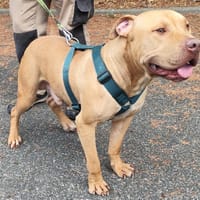 PATO VAA, chien à adopter