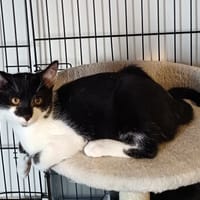 ARGALIE chez Sandrine Frece, chatte à adopter